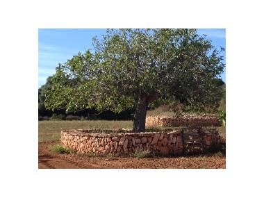 Una representació del Govern Balear visita Son Mut Una representació del Govern Balear visita Son Mut