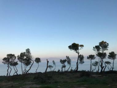 L'Ajuntament de Llucmajor proposa una sanció de 666.818 euros a un promotor per tala i poda de pins a zona pública