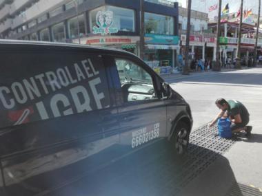 La densitat de moscard tigre es manté estable en el terme de Llucmajor