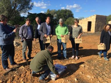 Alliberades un centenar de tortugues a la finca de Capocorb