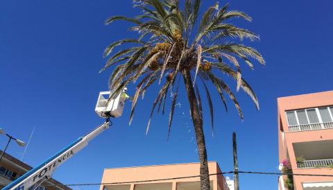 palmeres de s'Arenal