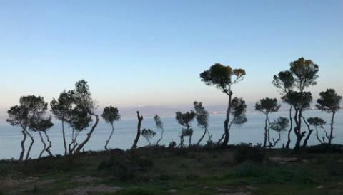 L'Ajuntament de Llucmajor proposa una sanció de 666.818 euros a un promotor per tala i poda de pins a zona pública