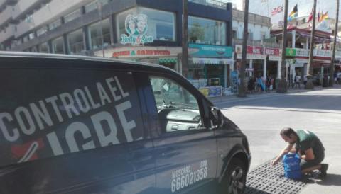 La densitat de moscard tigre es manté estable en el terme de Llucmajor