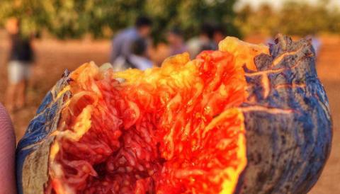 Son Mut Nou organitza un congrés internacional de figues de les Illes Balears