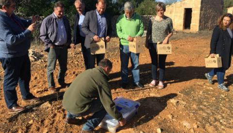 Alliberades un centenar de tortugues a la finca de Capocorb